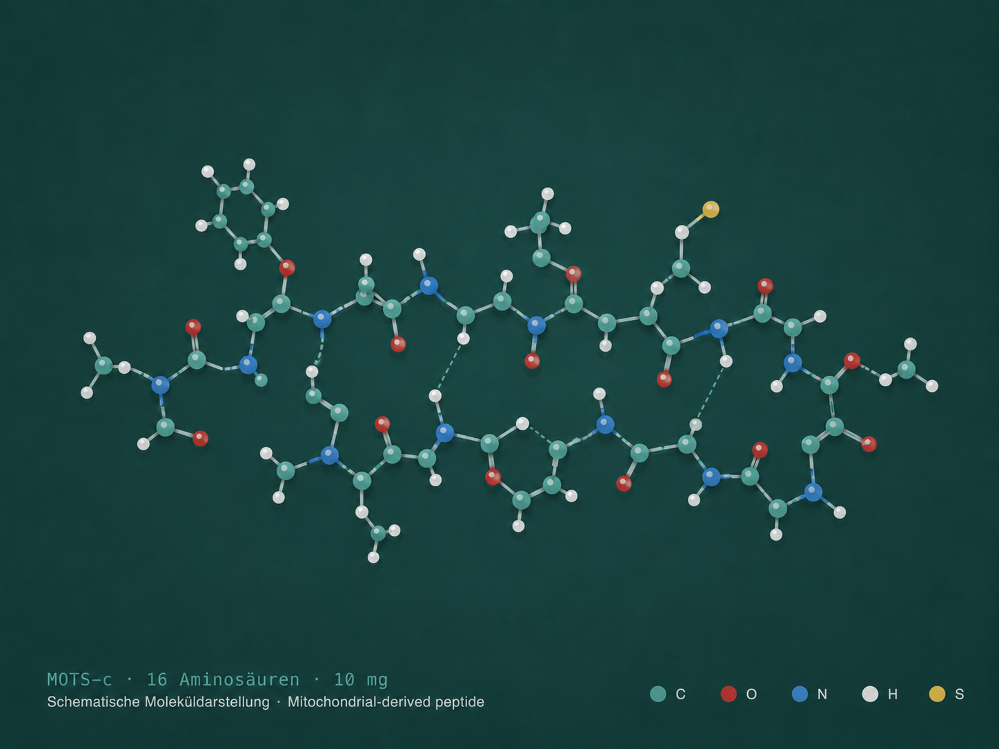 MOTS-c · Mitochondrial-derived peptide · 16 Aminosäuren